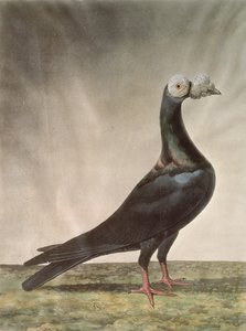 Portrait of a Carrier Pigeon 